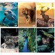 Maxiquaderno Animal fantasia - A4 - 40+2 fogli - 80gr - 4mm - BM