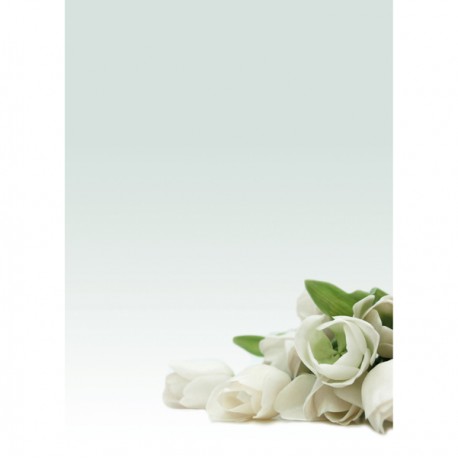 Carta con stampa "rosa bianca" - A4 - 90 gr - Decadry - conf. 20 fogli